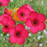 بذر گل کتان قرمز بسته ۵۰ عددی