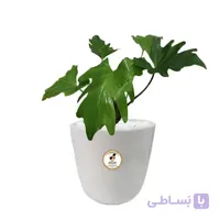 گیاه طبیعی برگ انجیری بزرگ گلباران