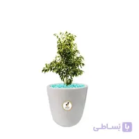 گیاه طبیعی بنجامین ابلق کوچک مدل GN13-13S