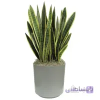 خرید سانسوریا ابلق پرشاخه