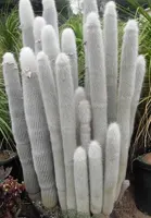 بذر کلیستو کاکتوس استراوسی ده عدد