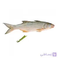 ماهی راشگو