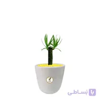 گیاه طبیعی یوکا کوچک گلباران