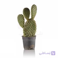 کاکتوس اپونتیا میکروداسیس (تیغ زرد) 18 سانتی متری