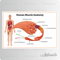 4610-آناتومی بدن – اجزاء ماهیچه ها
