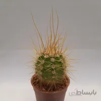 کاکتوس تریکوسرئوس خاص تیغ بلند