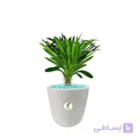 گیاه طبیعی نخل ماداگاسکار کوچک مدل GN12-19S
