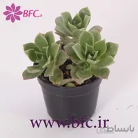 کاکتوس کد 1079831