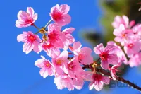 پوستر دیواری کد 934570