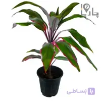 گیاه آپارتمانی کوردیلین