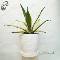 سفارش گل آنلاین – آگاو برگ خنجری A-016