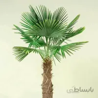 بذر نخل آسیابی