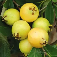 بذر میوه گواوا زرد بسته 500 عددی