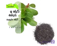 گیاه خرفه