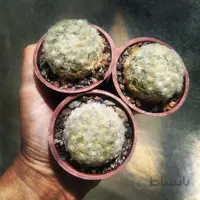 مامیلاریا پلوموزا