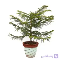 بذر کاج مطبق