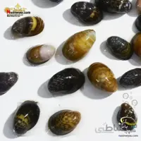 حلزون لب قرمز آکواریوم های آب شیرین