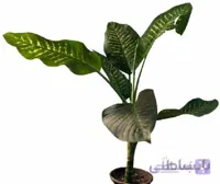 دیفن باخیا برگ پهن