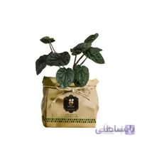 گیاه طبیعی پیله آ گلباران