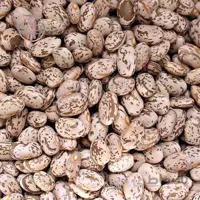 بذر لوبیا چیتی