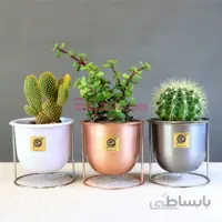 پک اچینو ، خرگوشی و خرفه با گلدان فلزی معلق