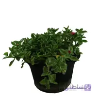 گل ناز ژاپنی