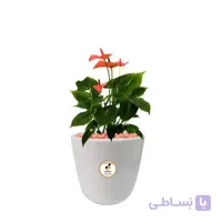 گیاه طبیعی آنتوریوم متوسط مدل GN12-20M