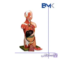 مولاژ آناتومی بدن با نمایش عضلات ماهیچه سر