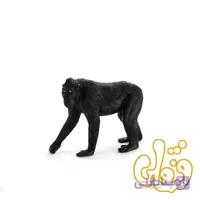 بوزینه کاکلدار سیاه Black Crested Macaque 387182