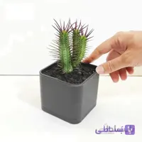 کاکتوس افوربیا انوپلا