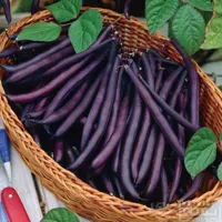 بذر لوبیا بنفش کارمینات ( اورجینال )