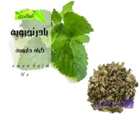 بادرنجبویه