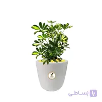 گیاه طبیعی شفلرا کوچک مدل GN13-4S