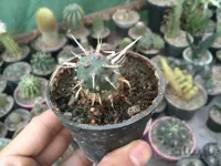 کاکتوس تیغ کاغذی | Tephrocactus