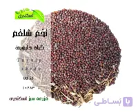 تخم شلغم