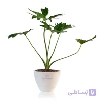 گیاه آپارتمانی برگ انجیری