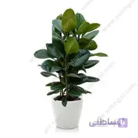 خرید گل آنلاین – فیکوس الاستیکا سبز(سایز بزرگ) طرح F-031 ( ارسال گل رایگان )