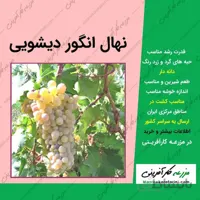 نهال گلدانی انگور دیشویی