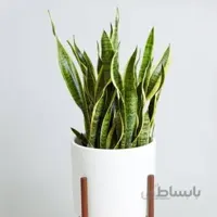 سانسوریا شمشیری ابلق