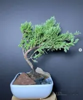 بونسای سرو ژونی پروس‌
