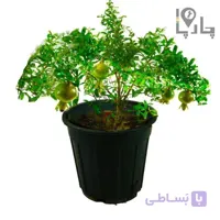 درختچه انار زینتی