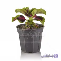 گیاه آپارتمانی حسن یوسف