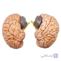 مولاژ4 قسمتی مغزانسان