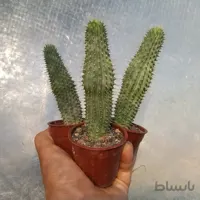 هودیا سایز ۶