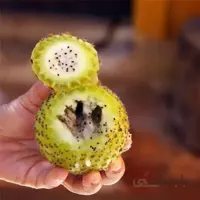 بذر میوه کوپایو