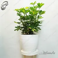 سفارش گل آنلاین – شفلرا SH-015