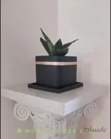 سانسوریا پاکوتاه سبز همراه با گلدان بتنی طرح هانا ا Miniature green sanseveria