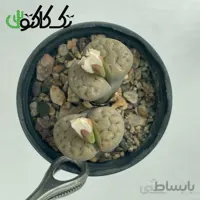 لیتوپس L0008061
