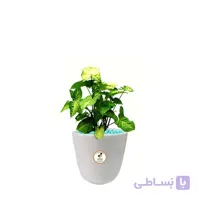 گیاه طبیعی سینگونیوم کوچک