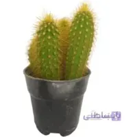 کاکتوس وبرو سرئوس جانسونی عمده فروشی